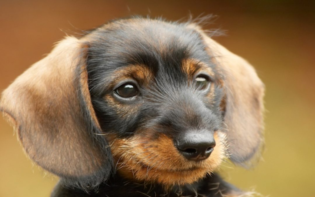 If Trump Picks A ‘Liberal’ For Supreme Court The Government Will Kill Cute Puppies