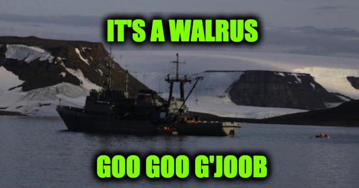 angry walrus