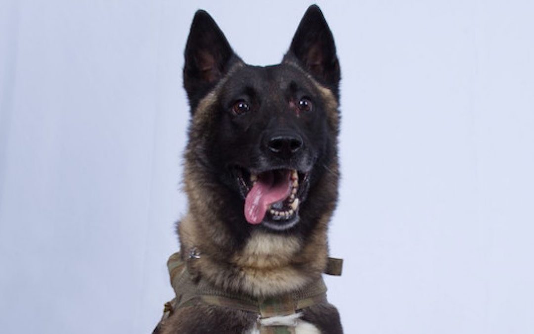 Thanks Conan Dog! Now Demand For Adopting Retired Military Dogs Surges