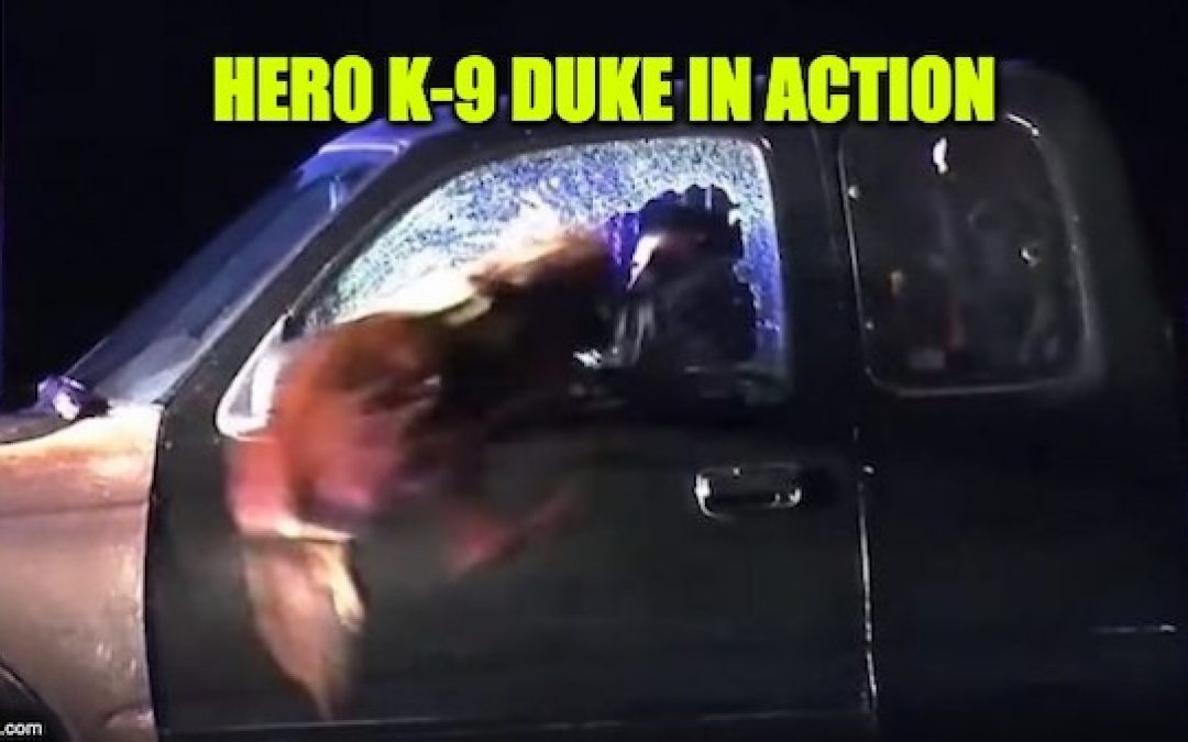 INCREDIBLE! K-9 Cop Leaps Through Broken Glass: Subdues Fugitive After Police Chase (Video)