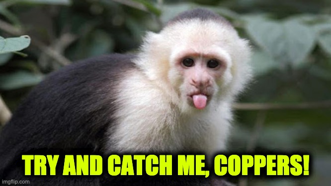 monkeys in India steal COVID-19