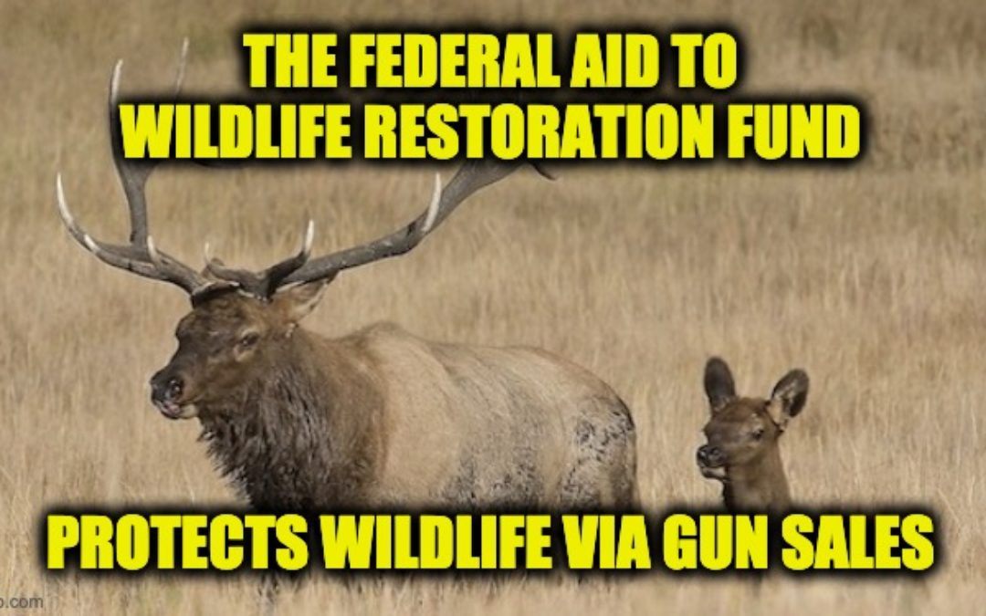 Wildlife Conservation Programs Funded ‘Almost Exclusively’ By Hunters, Gun Owners