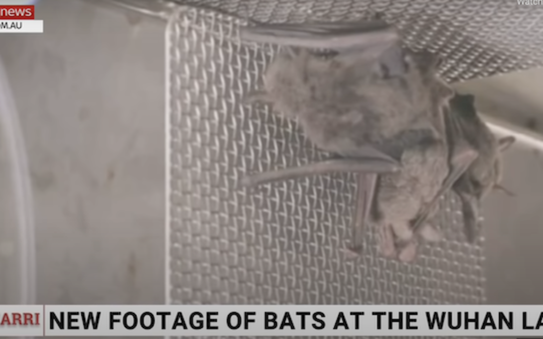 Newly Found Video Proves Wuhan Lab Kept Live Bats: WHO Investigation Wrong (Or Lied?)