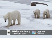 Polar Ice Caps Gain Unprecedented Amount of Ice: Greenies Hardest Hit