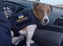 Russian Military Dog Switches Sides, Now Working with Ukraine