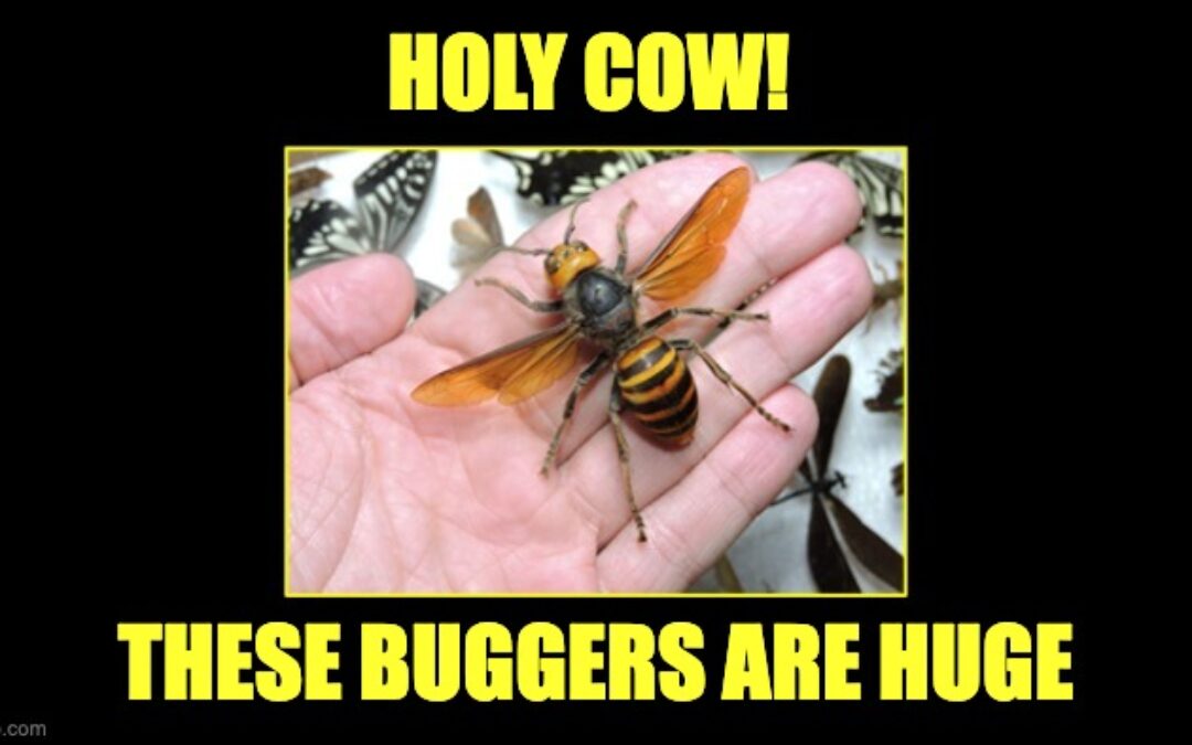 Woke Culture Is Now Changing ‘Racist’ Name Of Asian Murder Hornets