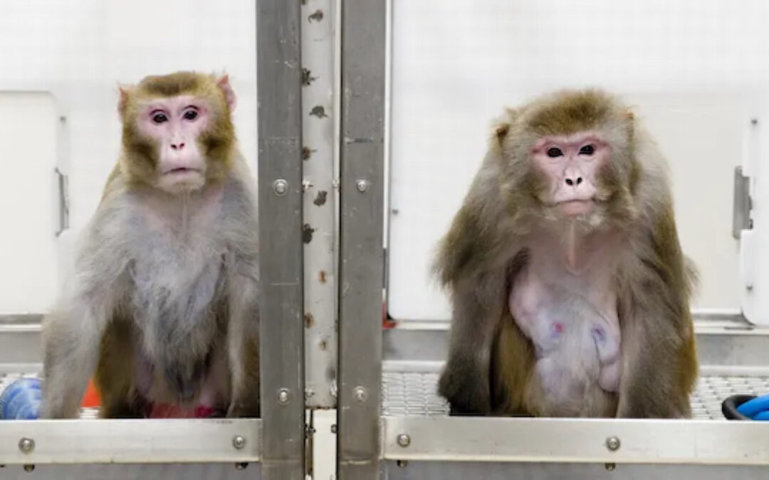 Chinese Company Buys US Land for Monkey-Breeding
