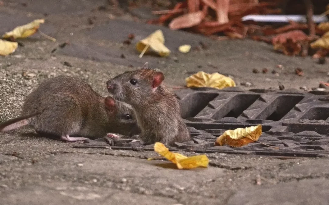 The Winner for America’s Most Rat-Infested City IS… Chicago