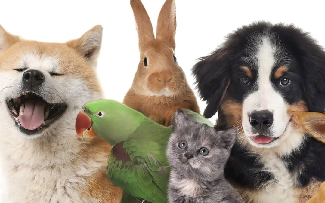 Colorado Democrats Want State Wide ‘Pet Registration’ Tax on ALL Pets– Even Fish!