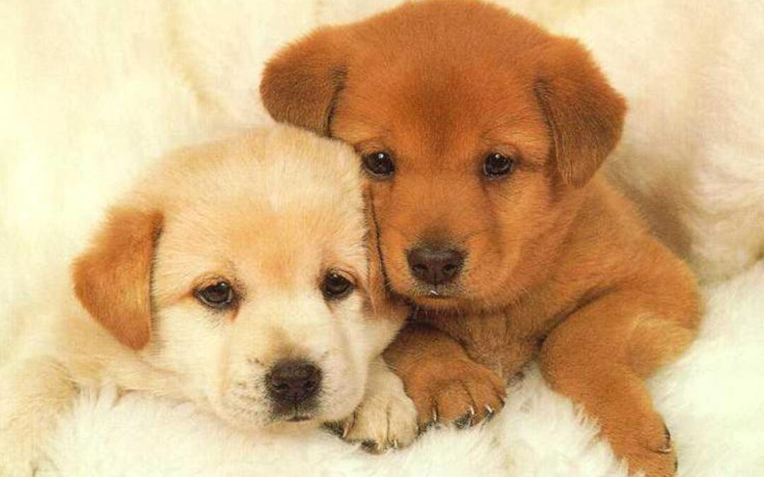 Now the Climate Creeps Want to Take Away Your Dogs