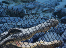 Hilarious: Florida Set to Build Illegal Alien Detention Center in Gator-Infested Swampland